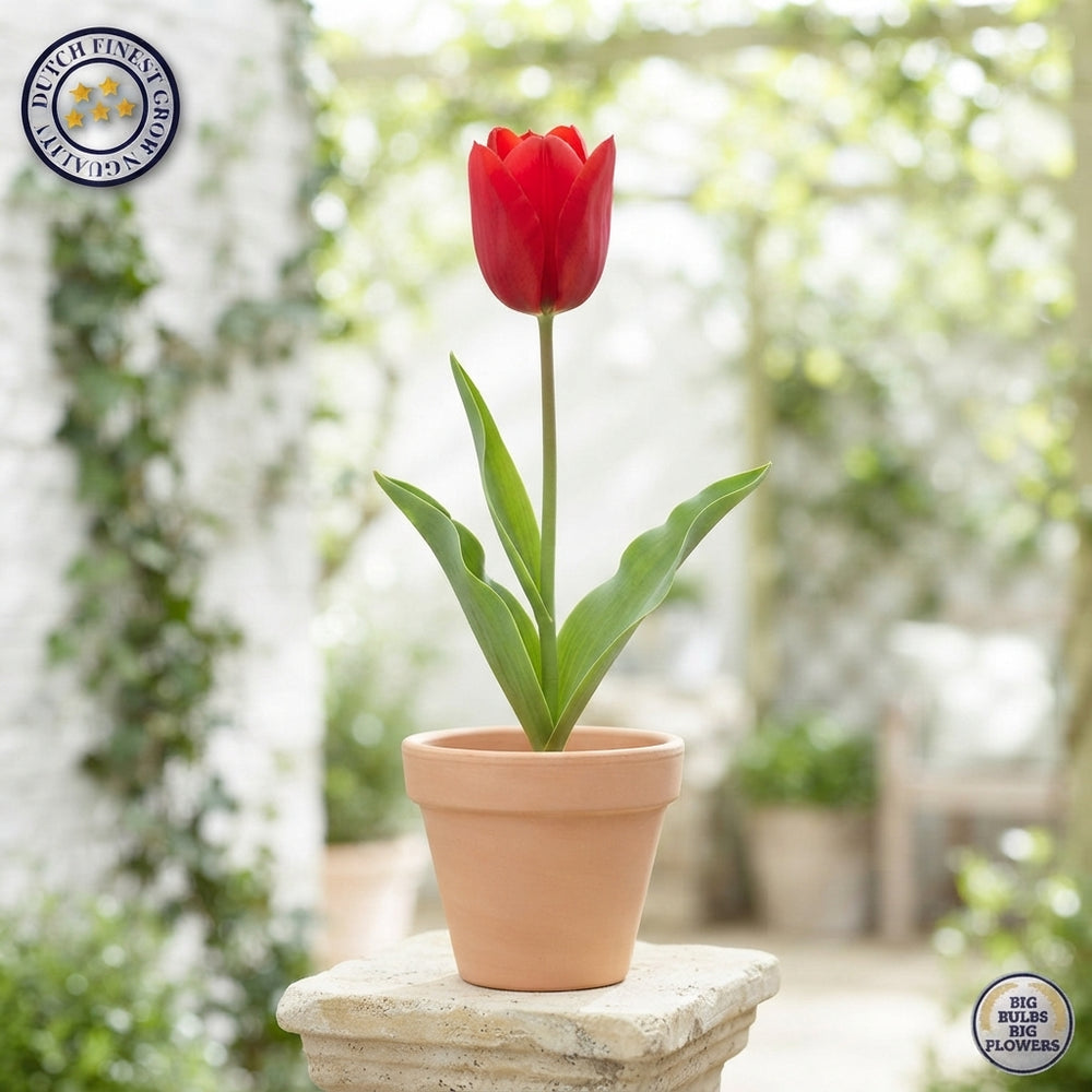 Red Hunter Species Tulip Bulbs – Pack of 10
