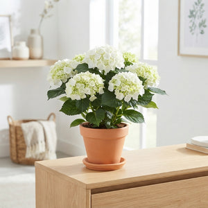 White Hydrangea macrophylla – 14cm Pot
