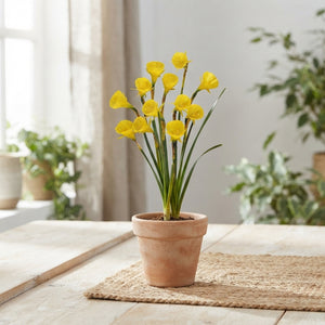 Hoop Petticoat Daffodil Bulbs (Narcissus bulbocodium) – 10 Bulbs