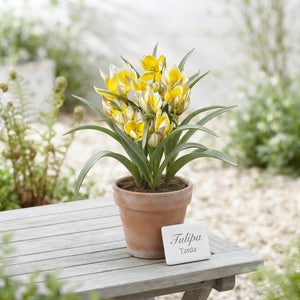 Tulipa tarda Species Tulip Bulbs – Pack of 10