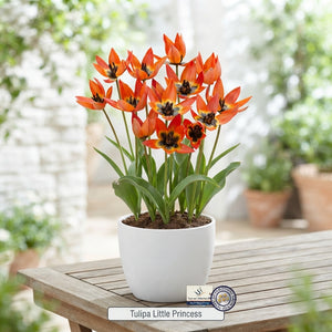 Tulipa ‘Little Princess’ Species Tulip Bulbs – Pack of 10
