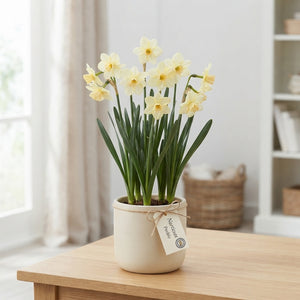 Narcissus ‘Pueblo’ Daffodil Bulbs – 7 Bulbs