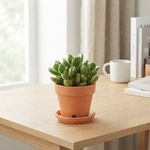 Cotyledon ‘Tanz’ Succulent (Cotyledon ladismithiensis) – 5.5cm Pot