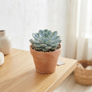 Mixed Echeveria Succulent – 10.5cm Pot