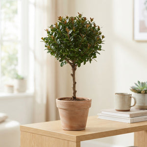 Myrsine africana Green Houseplant – 8cm Pot