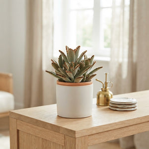 Dark Kalanchoe tomentosa – 5.5cm Pot