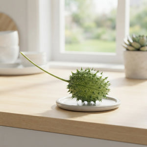 Decorative Green Cucumis ‘Ice Tea’ Fruit