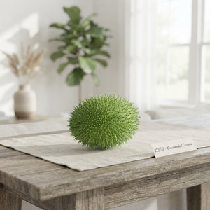 Green Ornamental Cucumis Maureen Fruit