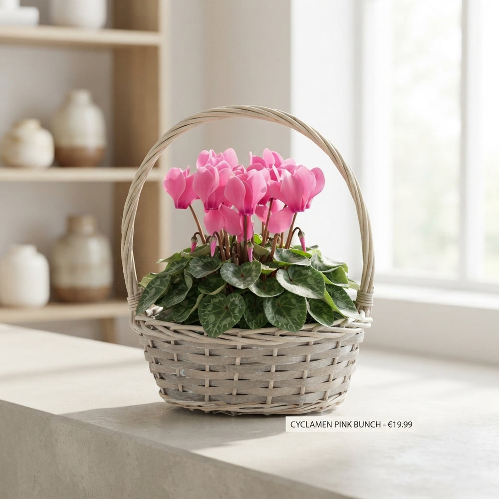 Oval Plant Arrangement – 23cm Wicker Pot