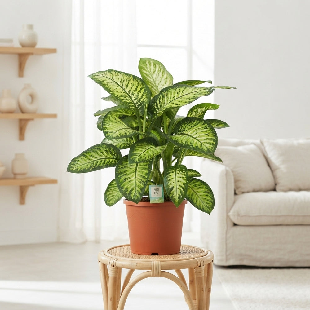 Lemon Dieffenbachia (Dieffenbachia seguine) – 35cm Pot