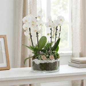 Large White Phalaenopsis Orchid Arrangement – 22cm Glass Bowl