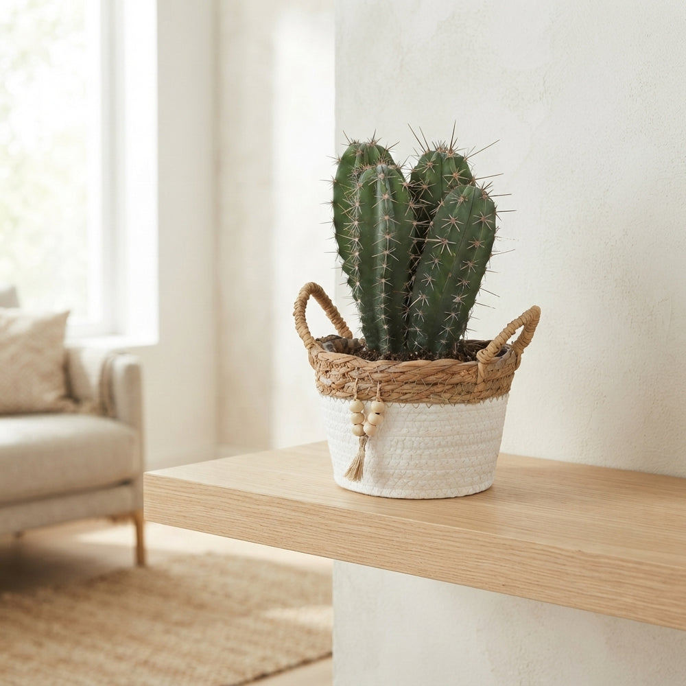 Mixed Cactus Collection – 15cm Pot, Approx. 30cm High