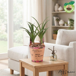 Mixed Nerine Flower Bulb Pot Cover