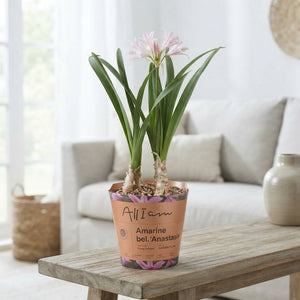 Amarine Belladiva ‘Anastasia’ Bulbs – 6 Pack