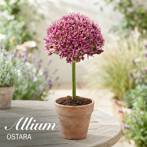 Allium ‘Ostara’ Flower Bulbs – Pack of 3