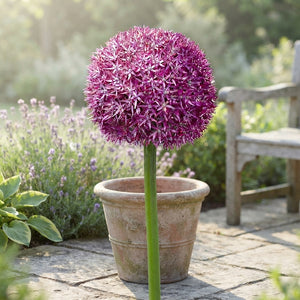 Allium ‘Pinball Wizard’ Flower Bulbs – 1 Bulb