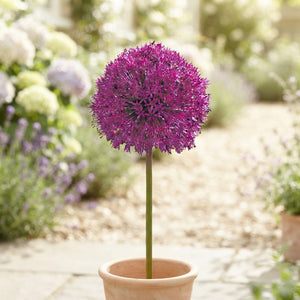 Allium ‘Purple Sensation’ Flower Bulbs – Pack of 5