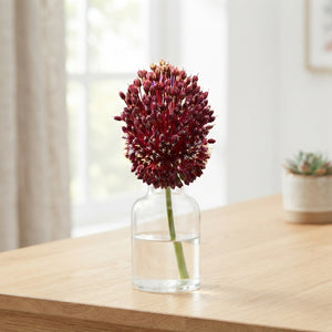 Allium ‘Red Mohican’ Flower Bulbs – 2 Bulbs