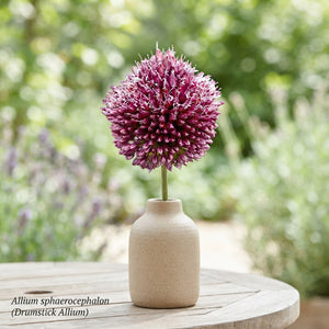 Allium sphaerocephalon Drumstick Allium Bulbs
