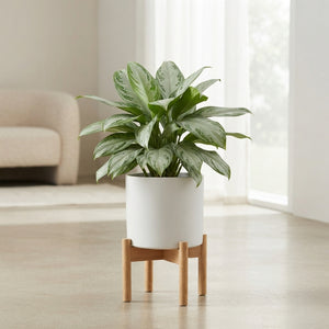 Aglaonema ‘Silver Bay’ Chinese Evergreen – 24cm Pot, Approx. 70cm High
