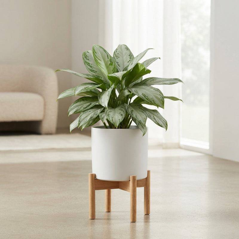 Aglaonema ‘Silver Bay’ Chinese Evergreen – 24cm Pot, Approx. 70cm High