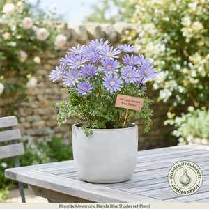 Anemone Blanda Blue Shades Flower Bulbs – 5/6