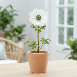 Anemone Coronaria ‘Bride’ Flower Bulbs – Pack of 20