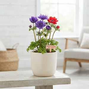 Anemone Coronaria ‘Sylphide’ Flower Bulbs – 20 Pack