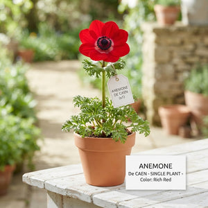 Mixed Anemone De Caen Flower Bulbs – 20 Bulbs