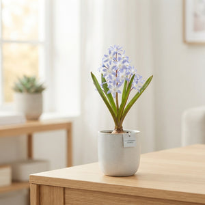 Pink Giant Glory-of-the-Snow Flower Bulbs – 5/6