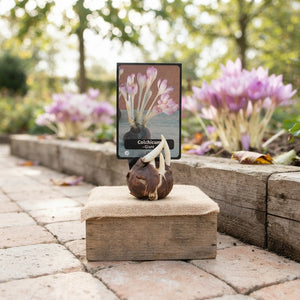 Giant Autumn Crocus Colchicum Bulbs – 28/+