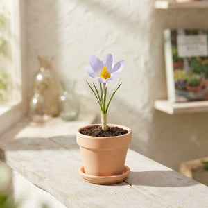 Crocus ‘Blue Pearl’ Flower Bulbs – Size 5/6