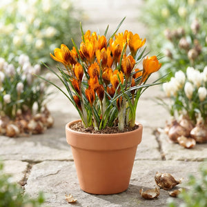 Orange Monarch Crocus Bulbs – Pack of 10