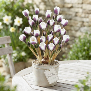 Crocus 'Prins Claus' Flower Bulbs – 20 Bulbs