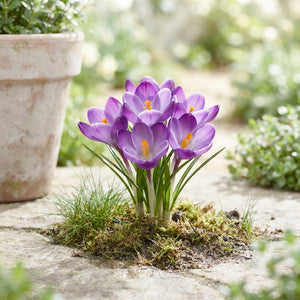 Crocus ‘Ruby Giant’ Flower Bulbs – Pack of 20