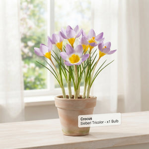 Crocus chrysanthus ‘Sieberi Tricolor’ Flower Bulbs – Pack of 20