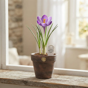 Crocus chrysanthus ‘Whitewell Purple’ Flower Bulbs – Pack of 15