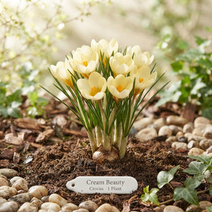 Crocus Cream Beauty Flower Bulbs – 5/6cm, Pack of 20
