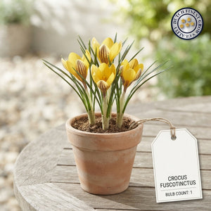 Crocus fuscotinctus Flower Bulbs – Pack of 20