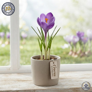 Crocus ‘Remembrance’ Flower Bulbs – Pack of 10