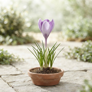 Crocus 'Vanguard' Flower Bulbs – Pack of 10