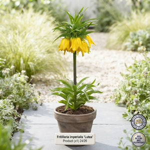 Yellow Crown Imperial Fritillaria Bulb