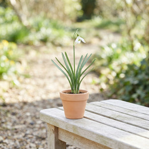 Snowdrop (Galanthus nivalis) Bulbs – 7 Bulbs, Size 5/6