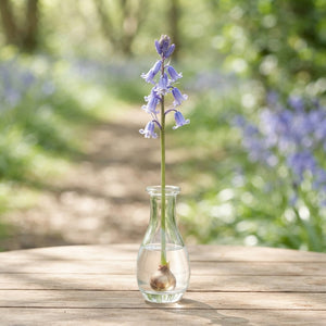 Bluebells (Hyacinthoides non-scripta) – 8/9 Bulbs