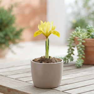 Danford Iris Bulbs (Iris danfordiae) – Pack of 15