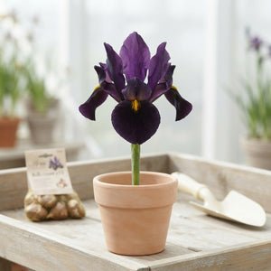 Iris Hollandica ‘Black Beauty’ Flower Bulbs – 8/9cm