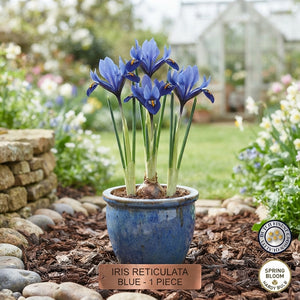 Blue Iris Reticulata Flower Bulbs – Pack of 15