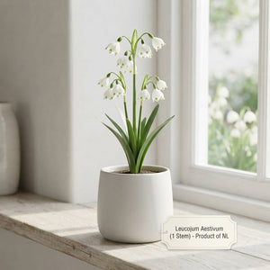 Summer Snowflake Bulbs (Leucojum aestivum) – Pack of 10