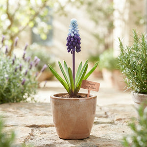 Muscari latifolium Grape Hyacinth Bulbs – Size 5/6