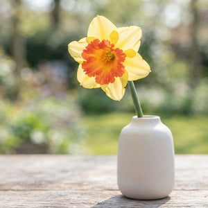 Narcissus ‘Congress’ Daffodil Bulbs – Pack of 5